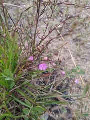 Agalinis decemloba