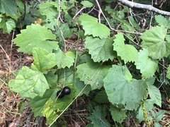 Vitis rotundifolia