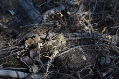 Phacelia linearis