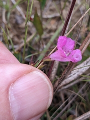 Agalinis decemloba