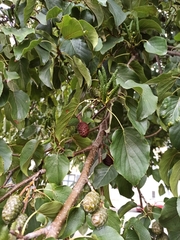 Alnus cordata