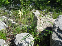 Astragalus uliginosus