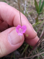 Agalinis decemloba
