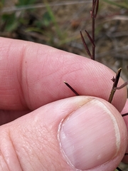 Agalinis decemloba