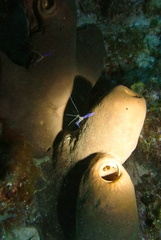 Ancylomenes pedersoni