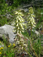 Astragalus uliginosus