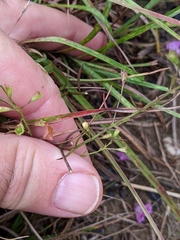 Agalinis decemloba