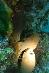 Ancylomenes pedersoni