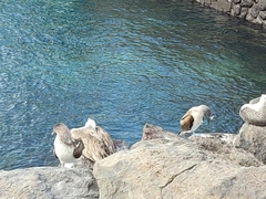 Sula nebouxii excisa