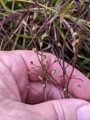 Agalinis decemloba