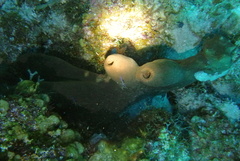 Ancylomenes pedersoni