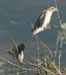 Euplectes albonotatus