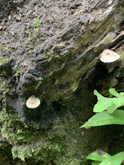 Hohenbuehelia angustata