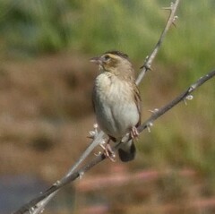 Euplectes albonotatus