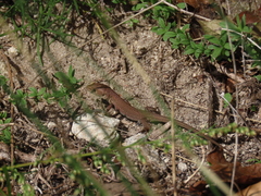 Lacerta viridis
