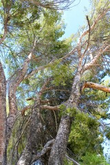 Pinus halepensis
