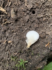 Hohenbuehelia angustata