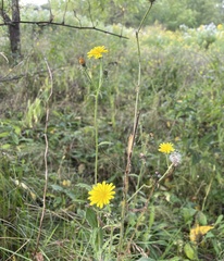 Hieracium lachenalii