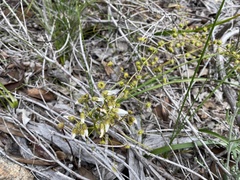 Drosera macrantha
