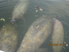 Trichechus manatus
