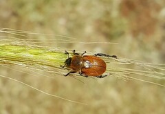 Chaetopteroplia segetum