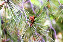 Pinus halepensis