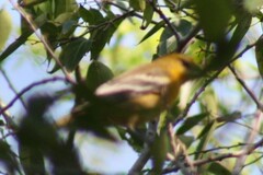 Icterus bullockii