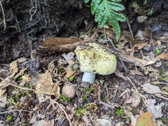 Russula parvovirescens
