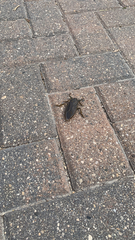 Lethocerus americanus