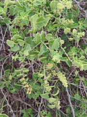 Cryptocarpus pyriformis