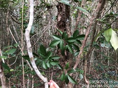 Allophylus puberulus