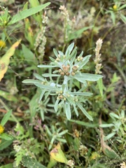 Gnaphalium uliginosum