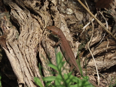Lacerta viridis