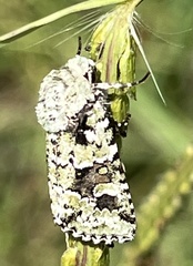 Lacinipolia laudabilis