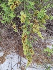 Cryptocarpus pyriformis