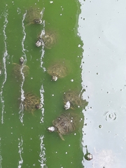 Trachemys scripta elegans