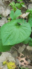 Smilax ecirrhata