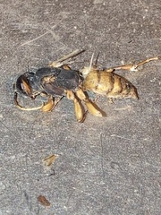 Cratichneumon