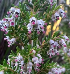 Erica hispidula