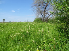 Astragalus uliginosus
