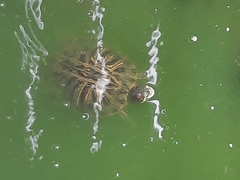 Trachemys scripta elegans