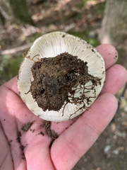 Russula delica