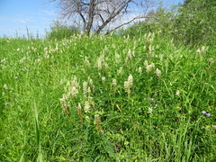 Astragalus uliginosus