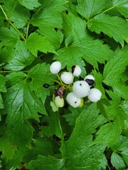 Actaea rubra neglecta