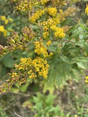 Apioideae