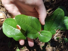 Smilax pumila