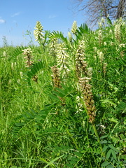 Astragalus uliginosus
