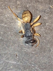 Cratichneumon