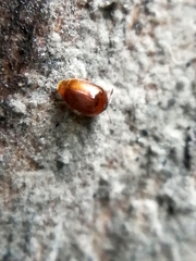 Sericoderus