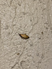 Ategumia ebulealis